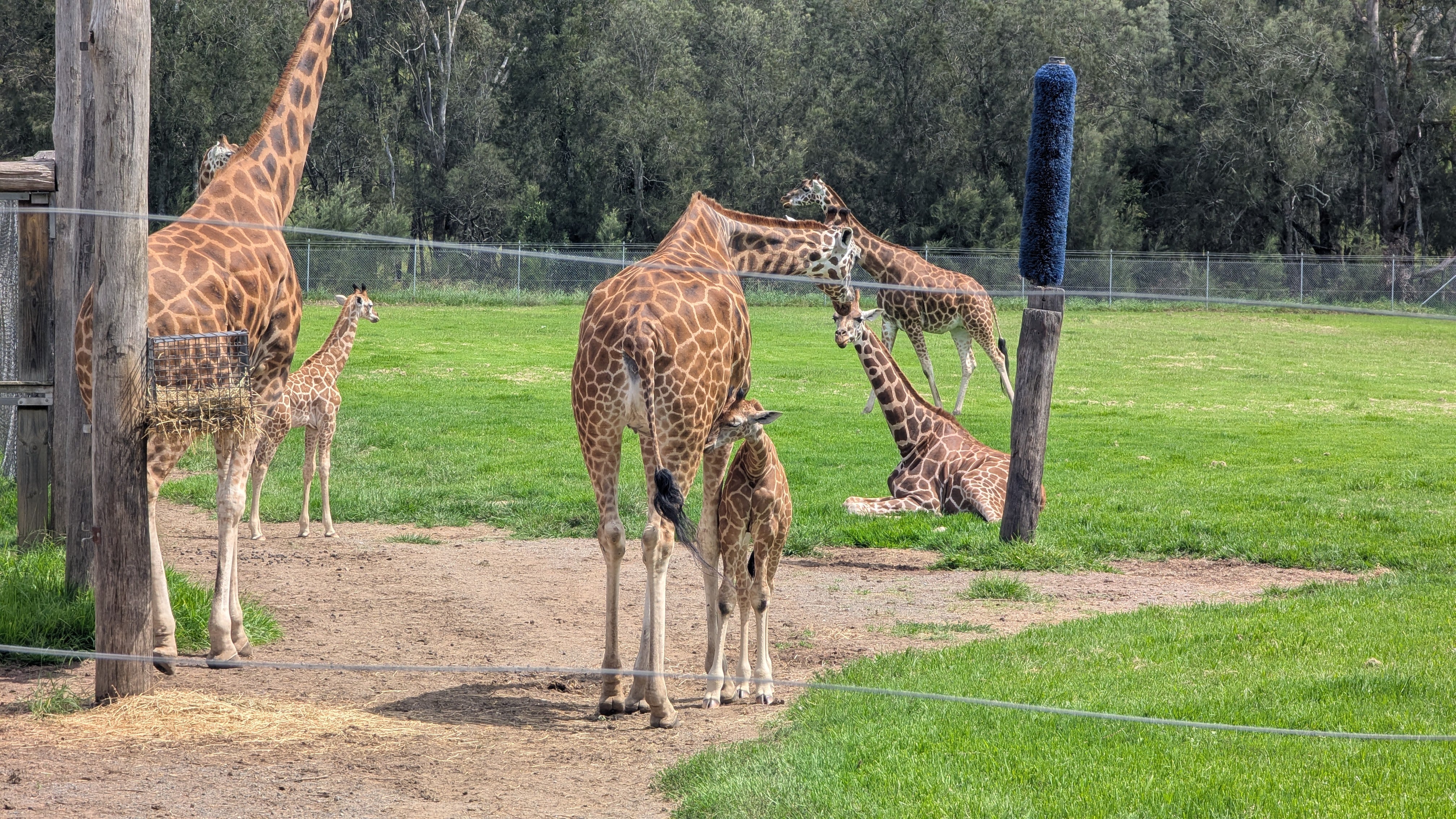 Giraffes!