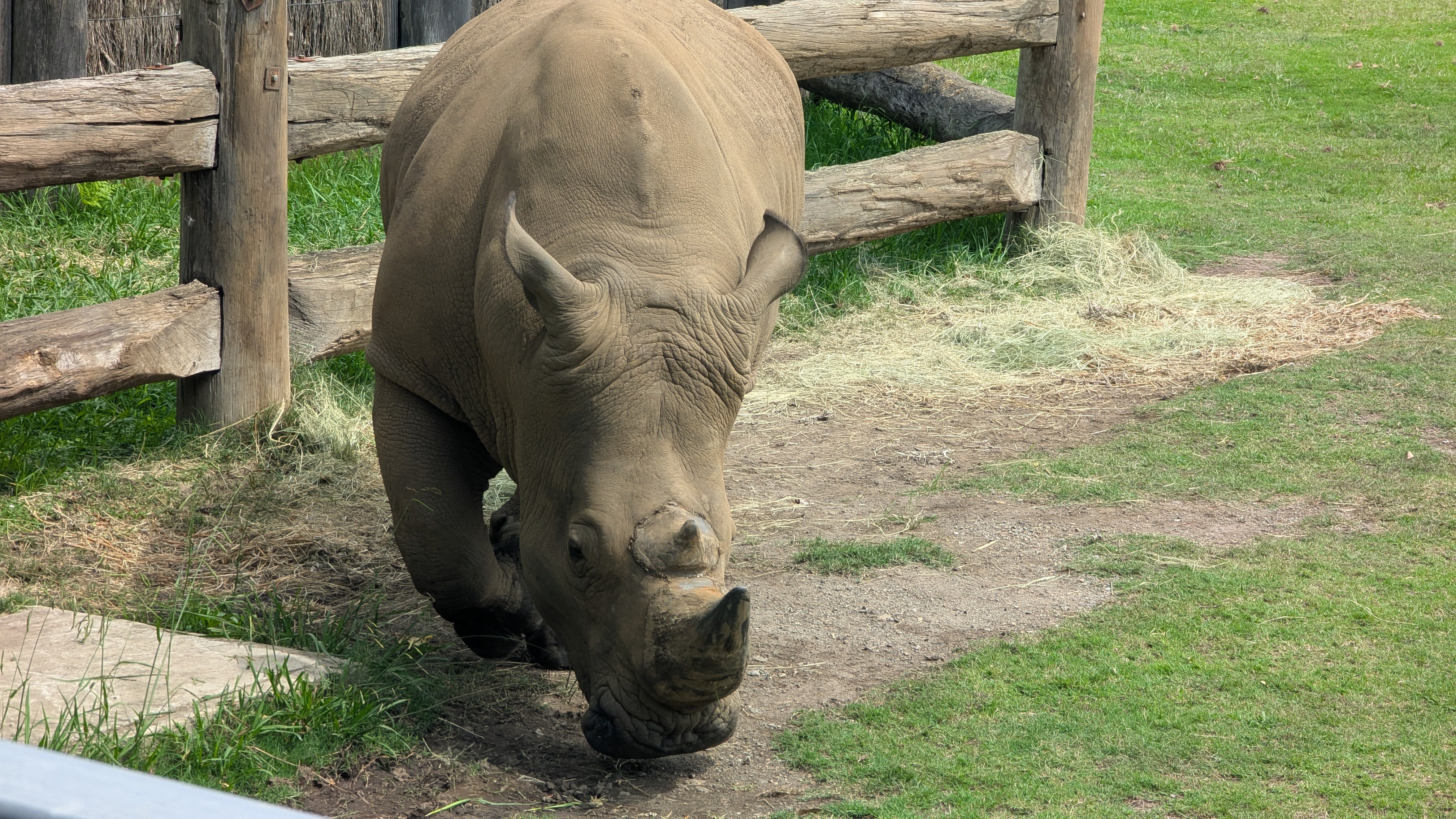 Rhino!