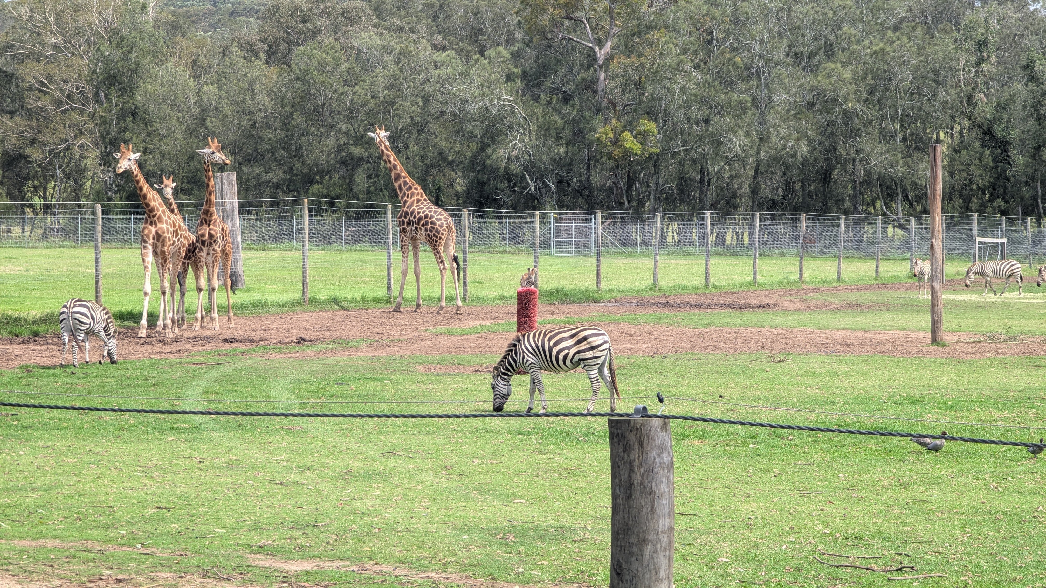 Zebra! Giraffes!