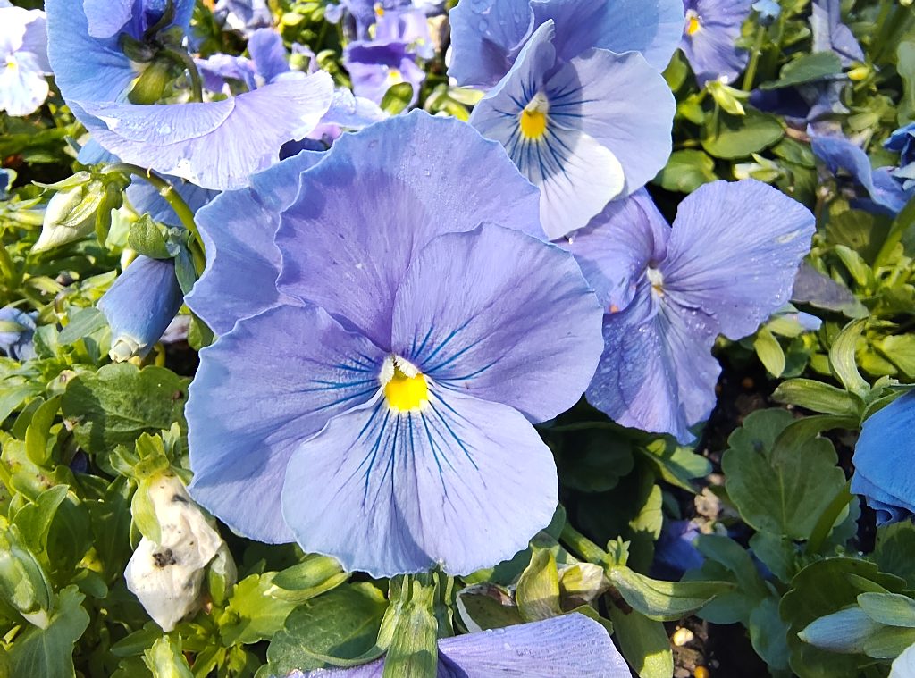 Pretty Flowers