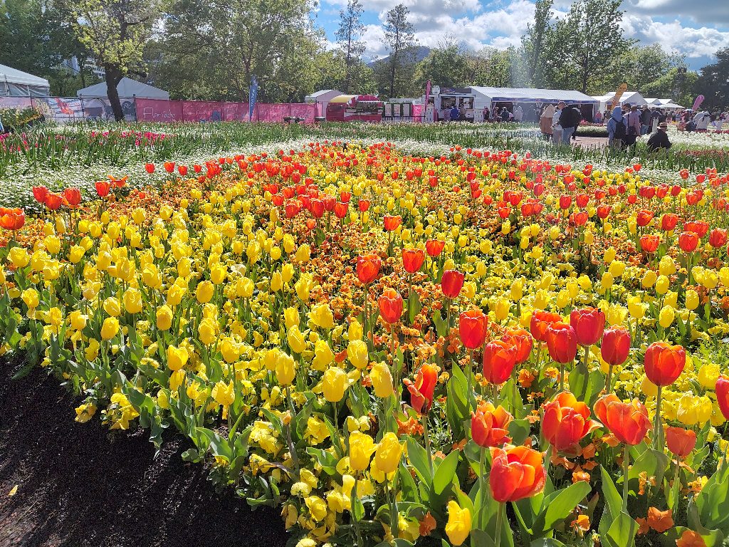 Pretty Flowers
