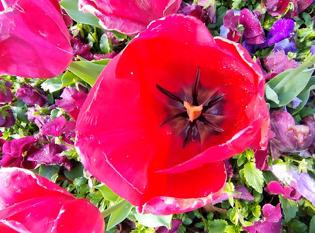 Pretty Flowers