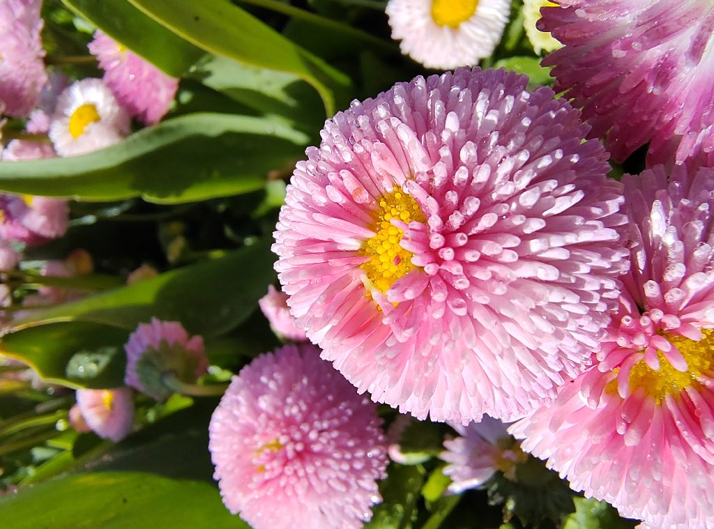 Pretty Flowers