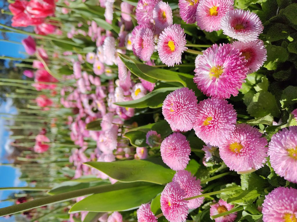Pretty Flowers