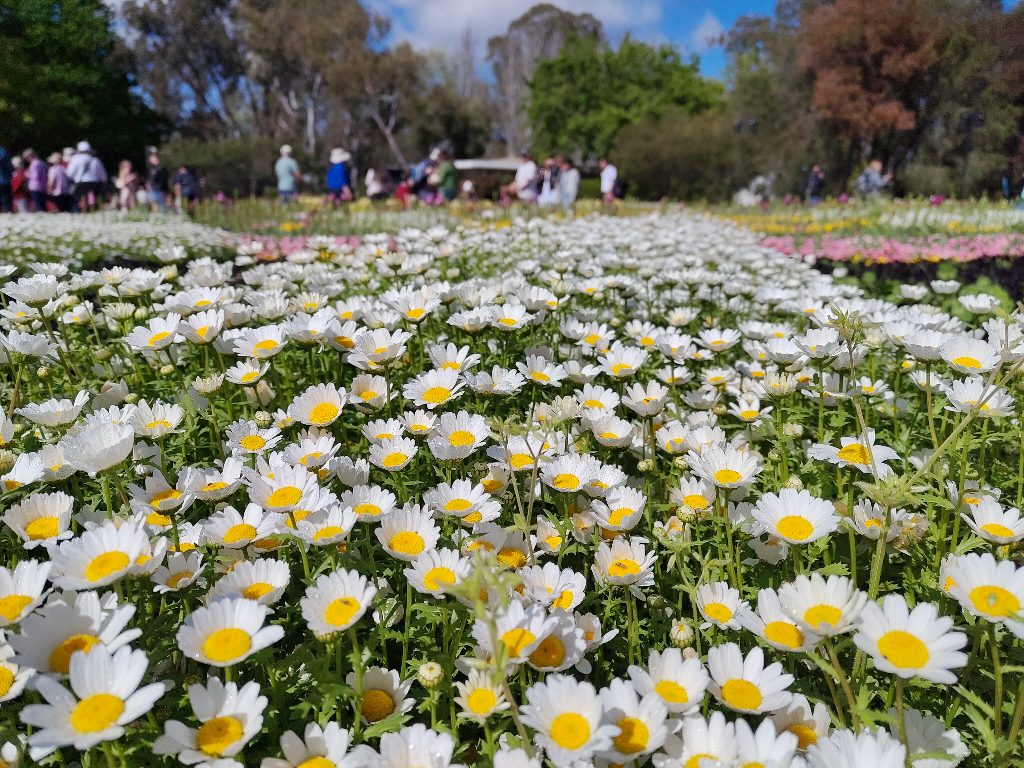 Pretty Flowers