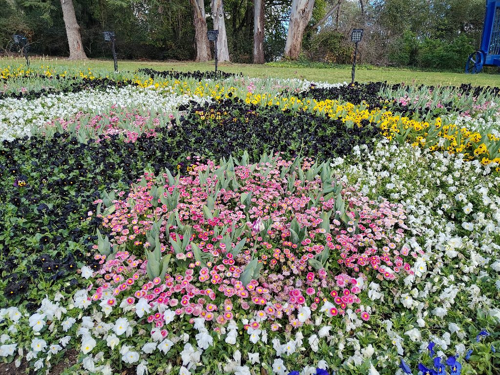 Pretty Flowers