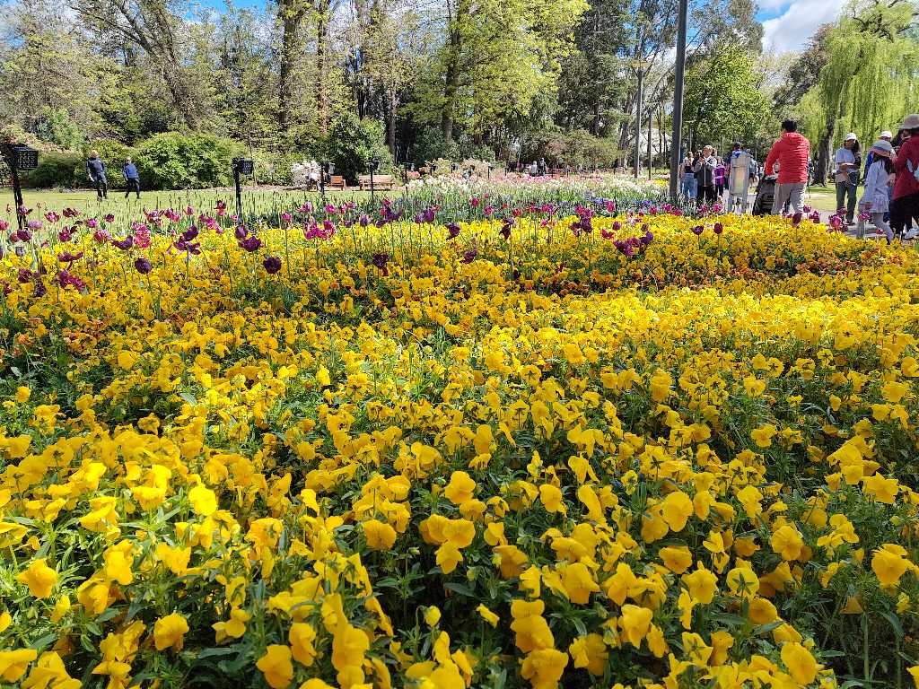 Pretty Flowers