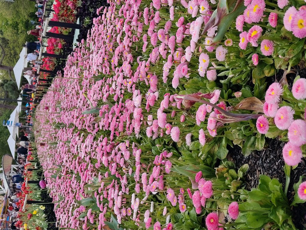 Pretty Flowers